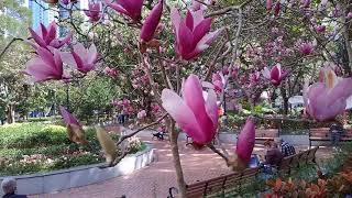 Magnolia Liliiflora Desr 🌸辛夷花🌸The shape of Spring（又名毛筆花、木筆花、望春花）木蘭科落葉小灌木紫玉蘭 [upl. by Jack]