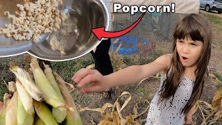 Harvesting Popcorn in our Backyard [upl. by Airyt506]