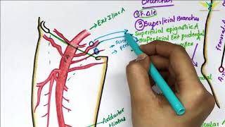 Femoral Artery Anatomy  Origin  Branches  Clinical [upl. by Lenhard]