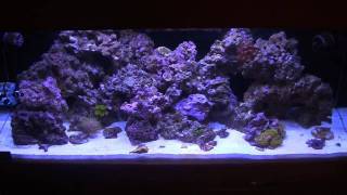 Reef Tank Setup  Custom Sump Refugium Pt 2 [upl. by Viradis]