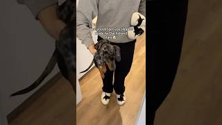 I thought I got a Dachshund but these slippers are so cute🥹🐾 dachshund slippers gift [upl. by Frohman]