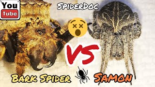 BARK Spider VS SAMON of Isabela Mga Tigasin na Gagamba Sinu ang Nabilot Spider Fight [upl. by Anaili]