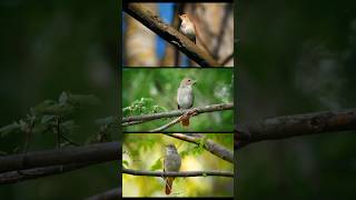 COMMON NIGHTINGALE SONG BIRDS Luscinia Megarhynchos [upl. by Alake]