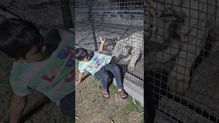 Tiger ne Azan ki shirt pakar li  Part 2   Tiger Attack  Abdul Hadi  shorts [upl. by Poore]