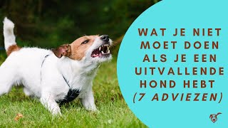 Wat je niet moet doen als je een uitvallende hond hebt 7 adviezen [upl. by Anizor]