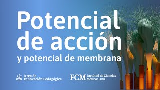 Potencial de acción y potencial de membrana  Fisiología [upl. by Godfree]