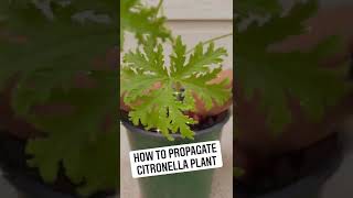 How to Propagate Citronella Plant [upl. by Wallach]