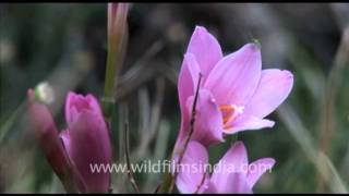 Crocus lilies in Mussoorie [upl. by Hannahoj]