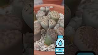 🌱Litops🌱 documental curiosidades plantasgrandes naturaleza sabíasque naturaleza [upl. by Emmye]