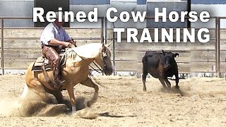 Training A Reined Cow Horse  Horse Training For Reining amp Cow Work [upl. by Thaine]