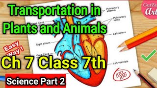 Transportation in Plants and Animals Class 7 Science Chapter 7  NCERT Explanation in Hindi  Part 2 [upl. by Ecirtaeb]