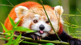 Cute and Funny Moments with 🥰 Red Panda Compilation  12 Interesting Facts about Red Panda [upl. by Enalda]