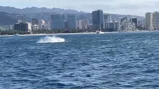 Baby humpback whale breaching off Waikiki Oahu Hawaii [upl. by Aihcats]