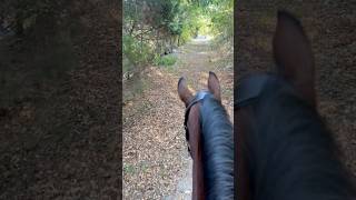 Jumpers on a trail ride be like 😭😂 pony horse equestrian funny skit ponyrider jumper fun [upl. by Beghtol]