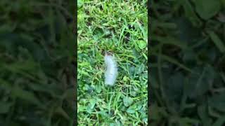 A PALE TUSSOCK IN GARDEN 2 [upl. by Catie]