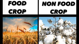 Food crops and non food crops in India  Indian agriculture Indian geography  cash crops [upl. by Nosnor]