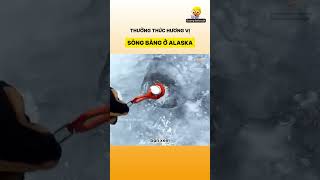 Thưởng thức hương vị sông băng ở Alaska [upl. by Cyler]