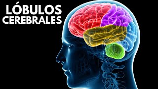 Los LÓBULOS CEREBRALES sus funciones ubicación y características🧠 [upl. by Adim964]