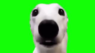 Dog Meme Green Screen 5 quivering dog [upl. by Kcirej]