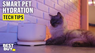 Smart Hydration with PETLIBRO Dockstream App Monitoring Pet Water Fountain – Tech Tips from Best Buy [upl. by Anpas959]