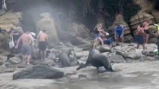 Beachgoers Flee as Sea Lion Charges Out of Water [upl. by Leena]