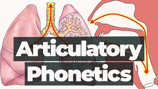 Introduction to Articulatory Phonetics – Branches of Phonetics [upl. by Waneta]