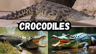 Crocodiles for Children  Crocodiles for Kids  Alligators Caiman amp Gharial  All About Crocodiles [upl. by Ludwigg]