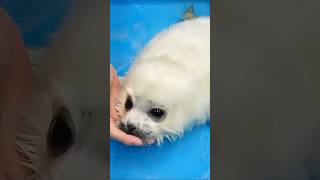 The baby seal choked on water 1 animals cute funny shorts shortvideo [upl. by Ellehcit]