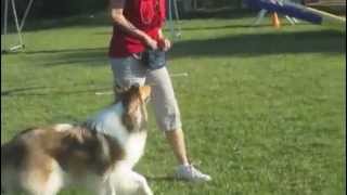 Collie Dog Agility Class Run Weave Poles Tunnel Jumps [upl. by Manus]