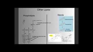 Biomolecules Part 1 Intro Carbohydrates and Lipids [upl. by Boyd]