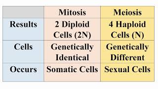 Results of Meiosis and Mitosis Divisions [upl. by Marshall912]