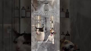 Cat Memes 😻  Pov showering catmemes girlfriends couplegoals [upl. by Maghutte]