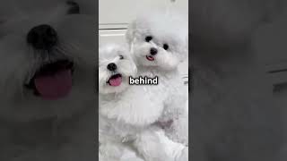 Sneaky Dogs Adorable Hide and Seek [upl. by Haisoj]