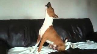 Basenji howling to Countdown clock [upl. by Ellenyl]