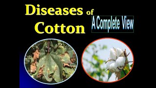 Diseases of Cotton  Wilt Root rot Anthracnose reddening Bacterial leaf blight [upl. by Weiner]