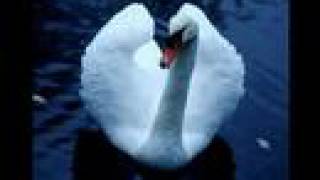 Камиль СенСанс quotЛебедьquot Camille SaintSaens Swan [upl. by Ennaylloh]