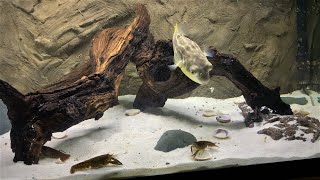 Brutal Fahaka Puffer Fish DESTORYS Large Crayfish  LIVE FEEDING [upl. by Eelinnej]