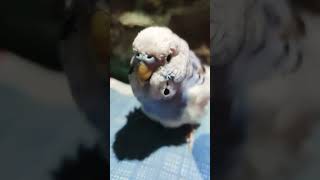 Bird 🕊️birdwatch bird india youtubeshorts [upl. by Eillib]