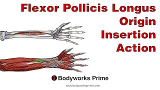 Flexor Pollicis Longus Anatomy Origin Insertion amp Action [upl. by Atiragram]