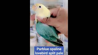 Parblue opaline love birds  African lovebird variety Lutino lovebird  lovebirds breeding progress [upl. by Annavoeg]