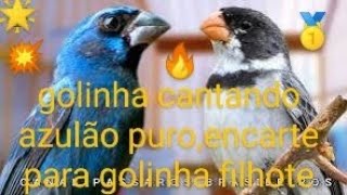 👍golinha cantando azulão puroencarte para golinha filhote💥🌵🔥💨 [upl. by Lu]