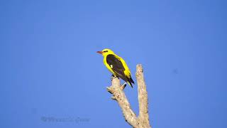 Oropendola macho cantando [upl. by Olgnaed]