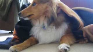 Cute Sheltie Movie  A Year in The Life of Howard Woofington Moon [upl. by Grizel]