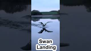 Swan landing Animal behavior [upl. by Atiuqam596]