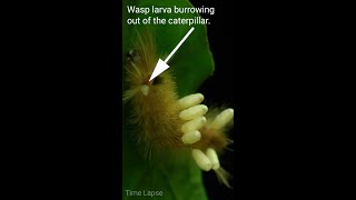 Wasp Larva Burrows Out Of Caterpillar shorts [upl. by Aurel320]