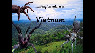 Hunting Tarantulas in Vietnam [upl. by Alberik]