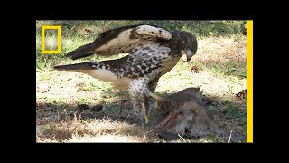 Hawk Raised by Eagles Is Starting to Act Like One  National Geographic [upl. by Oiretule783]