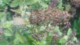 TULASHI Ocimum tenuiflorum Flower Plant Nature Seed Video Youtube YoutubeVideo YTStudio [upl. by Gish387]