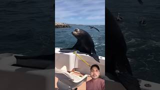 Seal help him self reels comedyvideos shortvideo views wildlife monkey ytshorts yt viral [upl. by Aicemak]