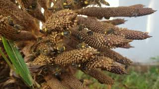 Top 3 insects that feed together on a dull flower [upl. by Tuttle267]